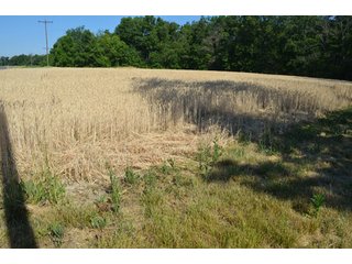 Property photo 5 - 108 +/- Acres Offered in 2 Tracts - Land Auction